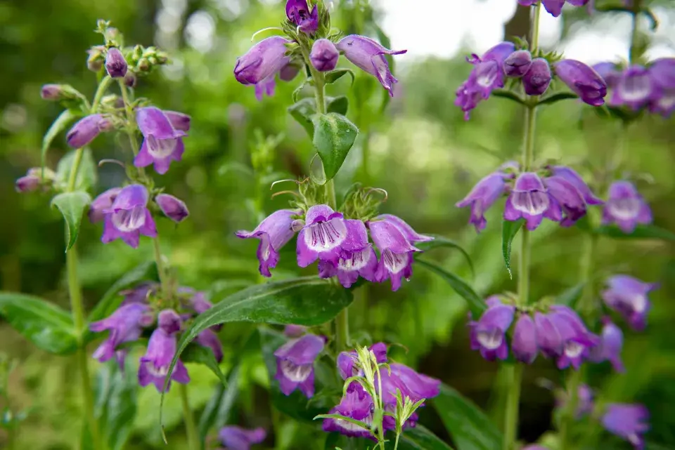 Dračík 'Willy's Purple