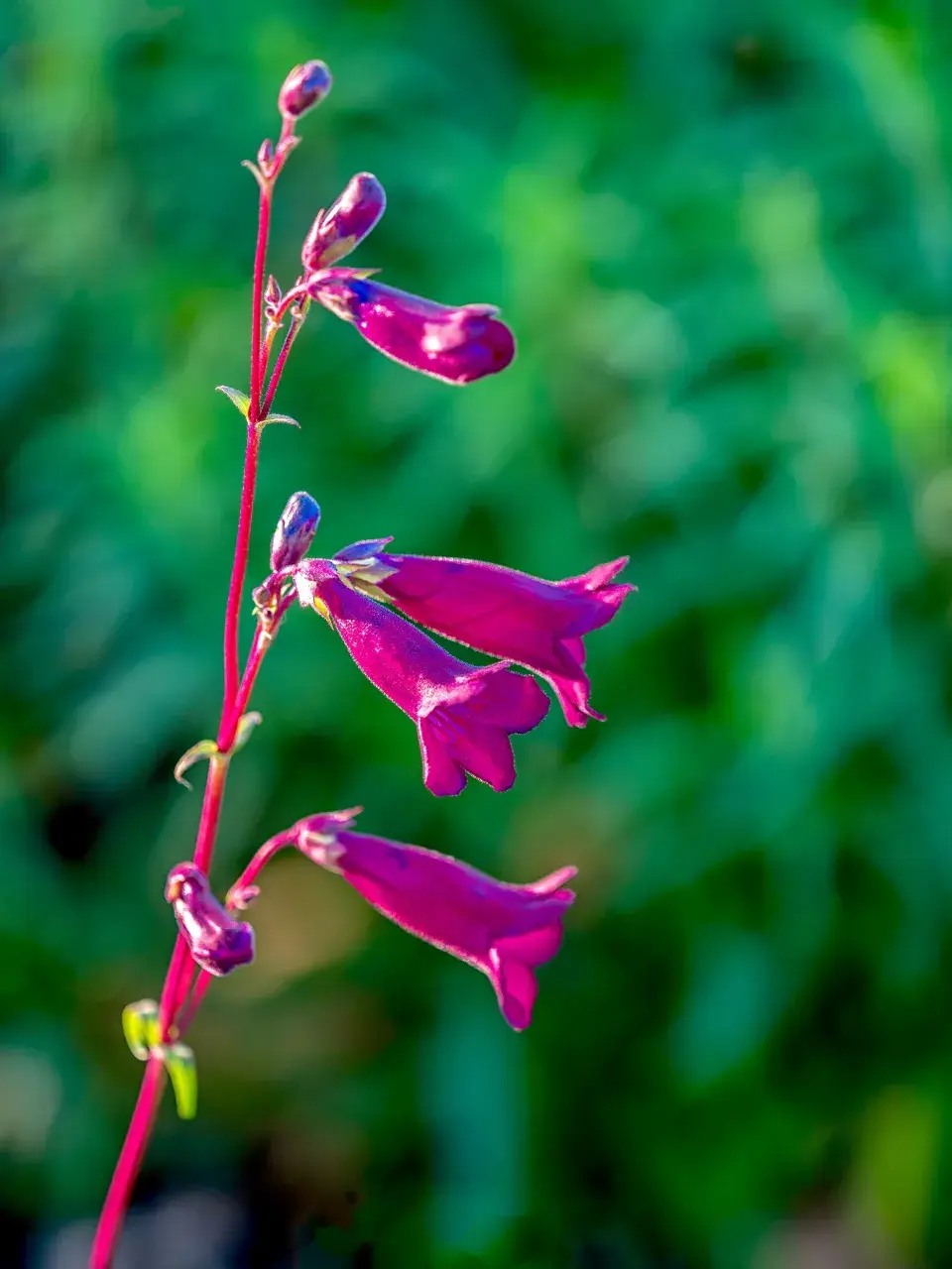 Dračík 'Blackbird'