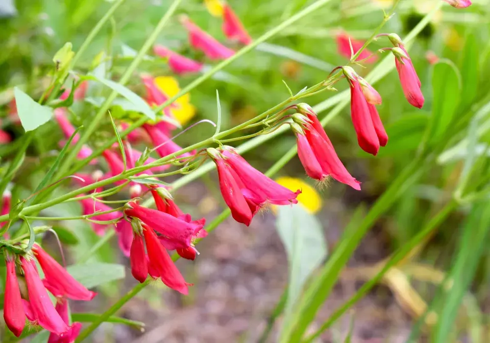 Dračík 'Coccineus'