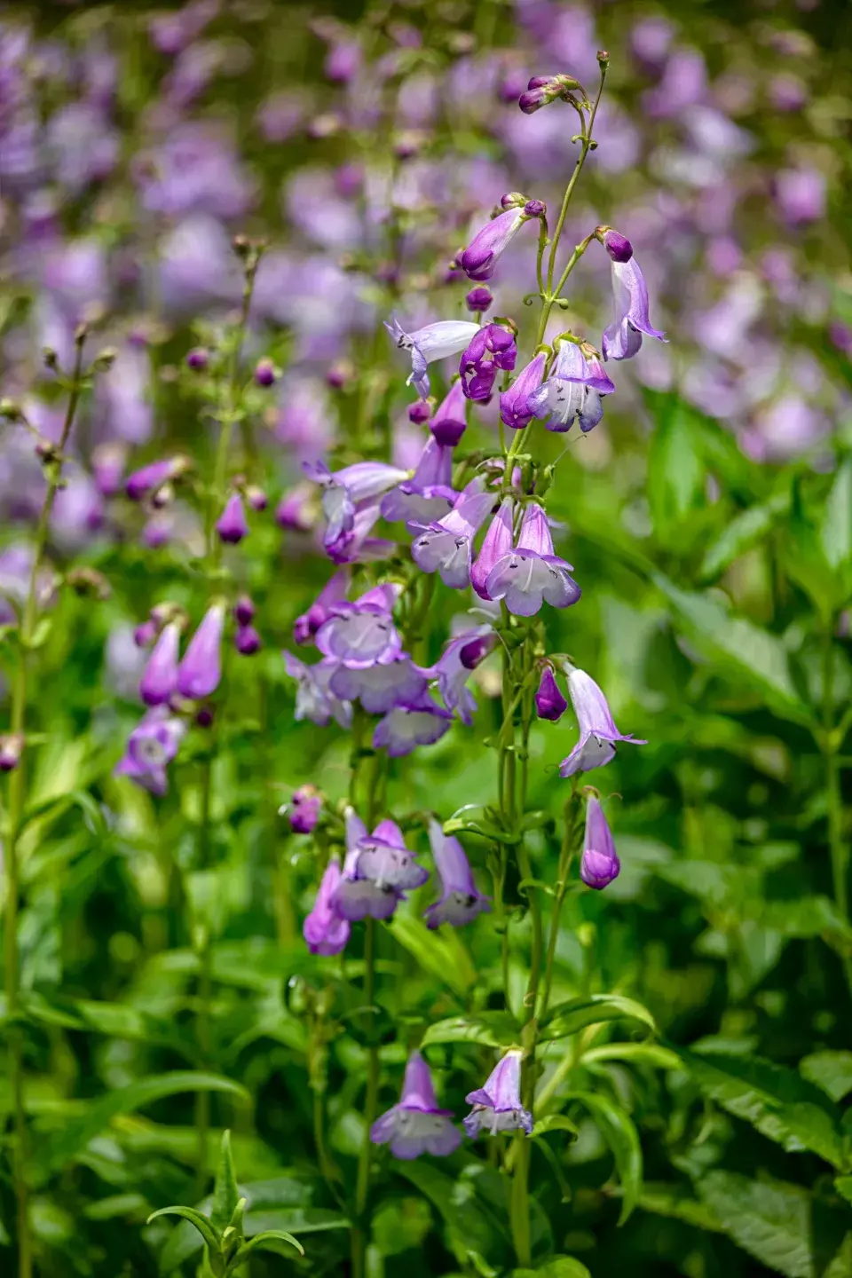 Kultivar 'Alice Hindley'