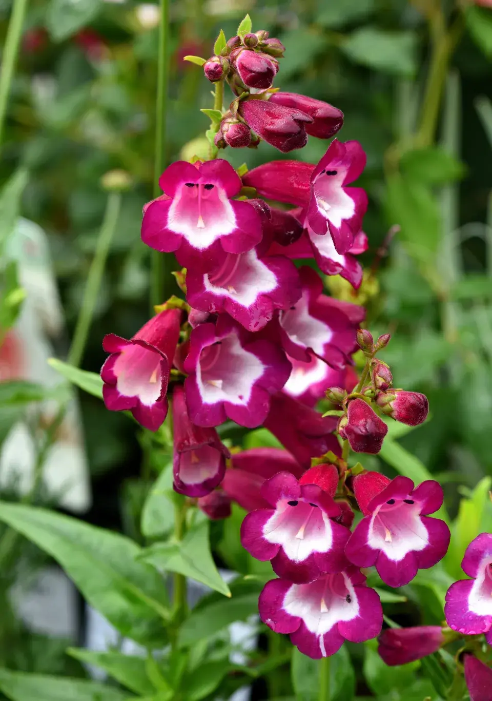 Dračík 'Phoenix Violet'