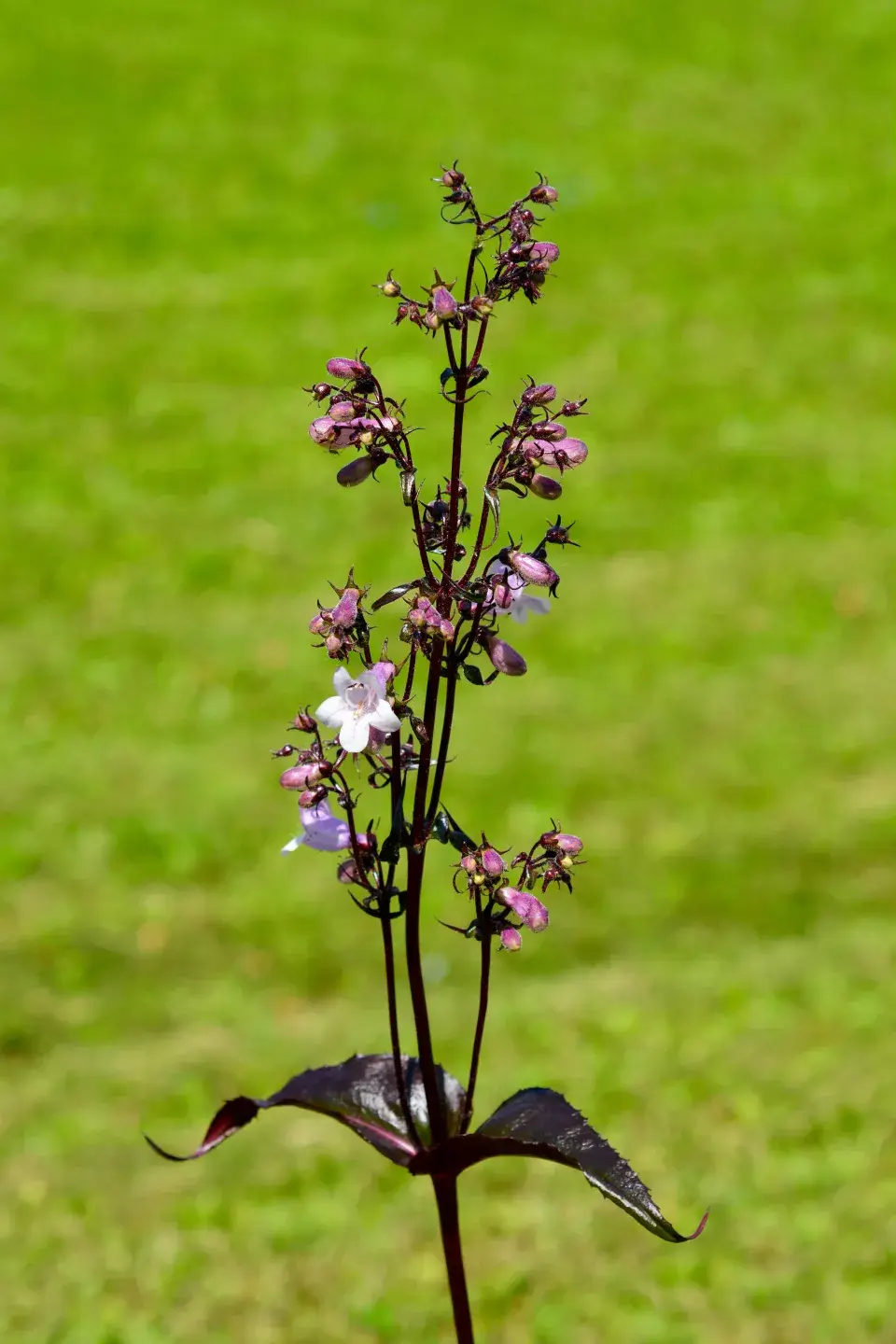 Odrůda dračíku 'Mystica'