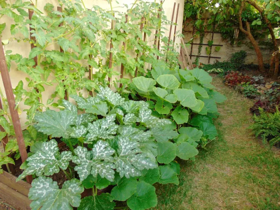 Vyvýšený záhon s rajčaty a cuketami