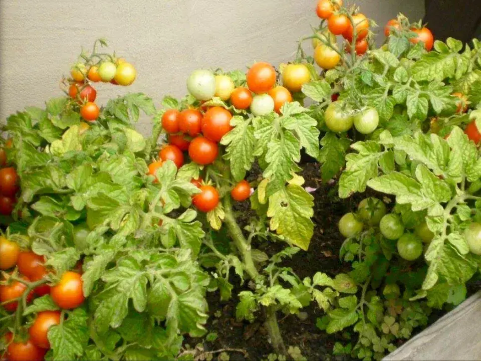 Keříčková rajčata