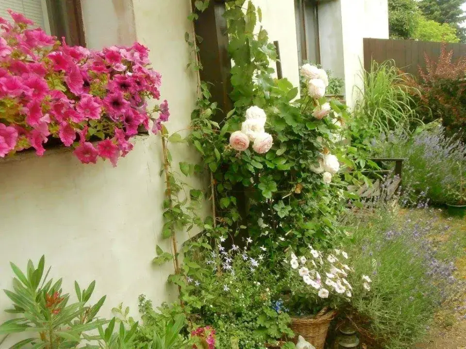 Nádobové rostliny pod pergolou