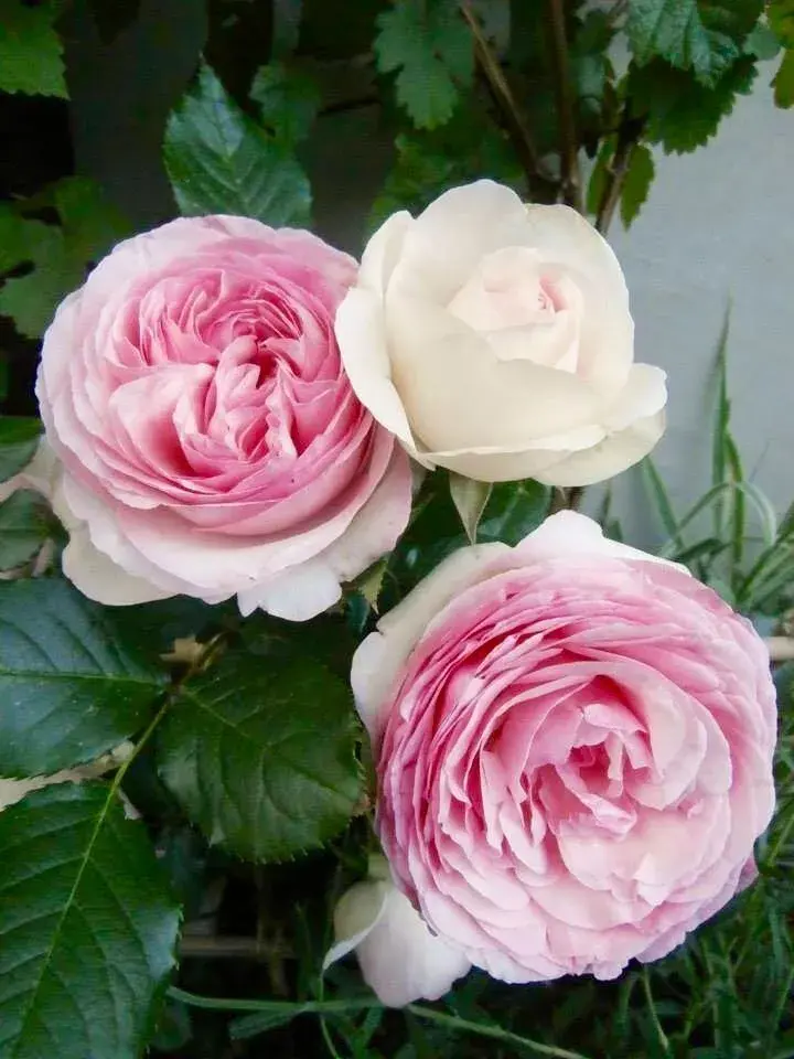 Květy popínavé růže 'Eden Rose'