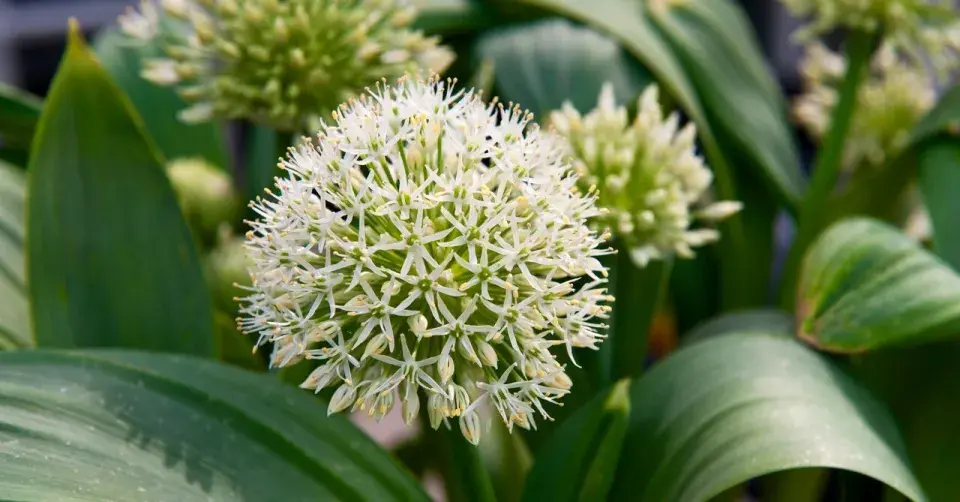 Česnek karatavský (Allium karataviense) ‘Ivory Queen’