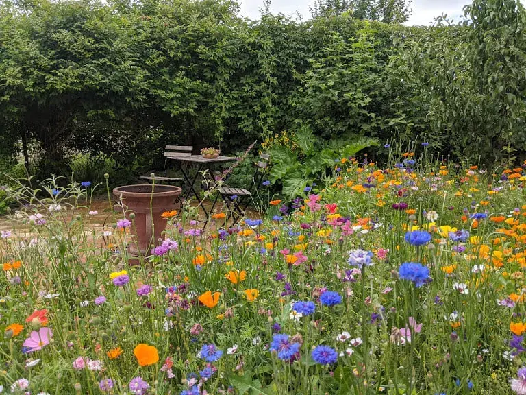 Zahrada U Konipáska posezení v chrpách