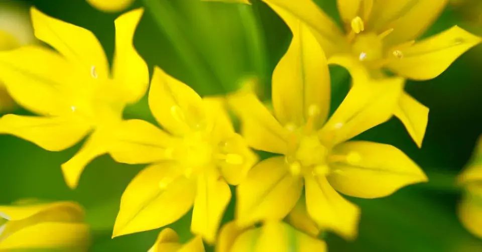 Česnek zlatožlutý (Allium moly) 'Jeannine'