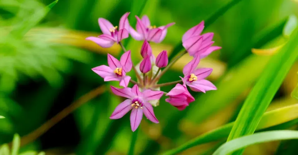 Česnek vysokohorský (Allium oreophillum)