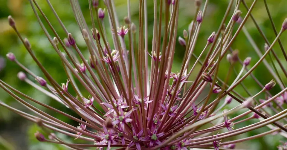 Česnek Schubertův (Allium schubertii)