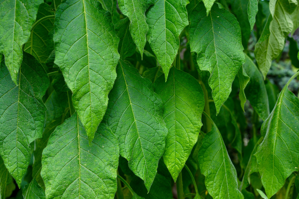 Listy durmanovce (Brugmansia)