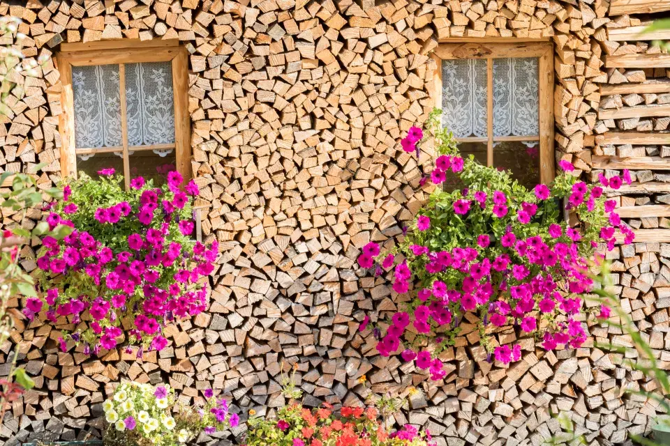 Truhlíky se surfiniemi