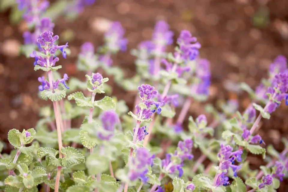 Šanta hroznovitá (Nepeta racemosa)
