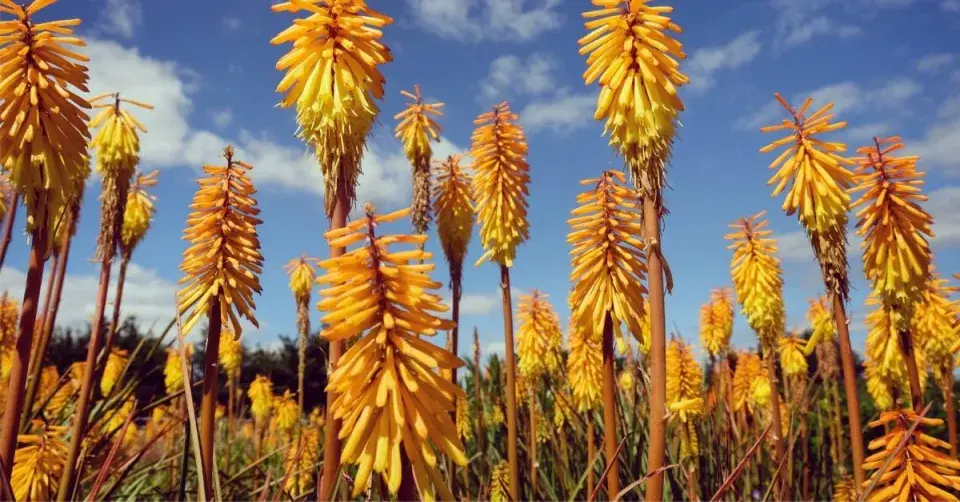 Mnohokvět (Kniphofia uvaria) ’Mango Popsicle’