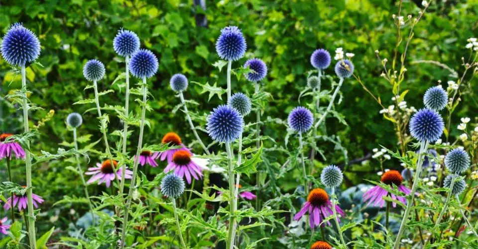 Bělotrn modrý (Echinops ritro)
