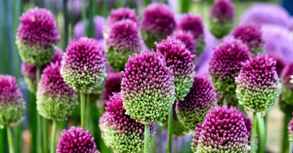 Česnek kulatohlavý (Allium sphaerocephalon)