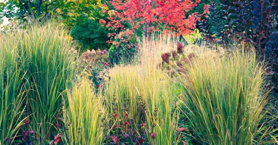 Proso prutnaté (Panicum virgatum) ’Northwind’