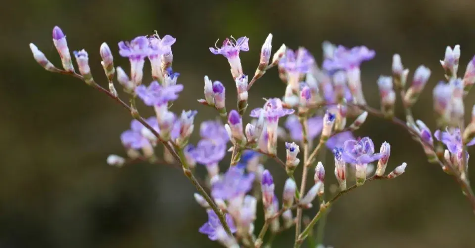 Limonka širokolistá (Limonium latifolium)
