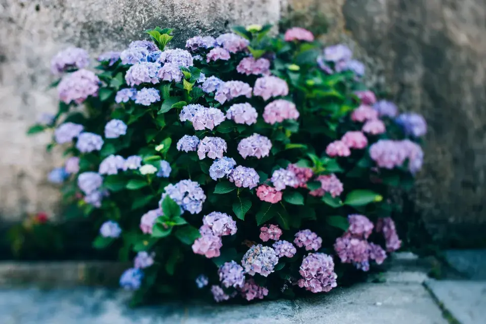 Velkolistá hortenzie