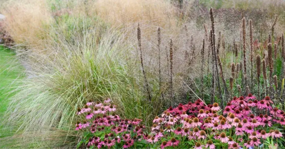 Kostřava atlaská (Festuca mairei)
