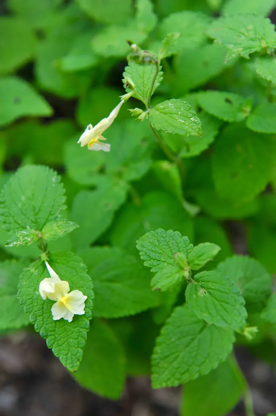 Šanta Nepeta govaniana