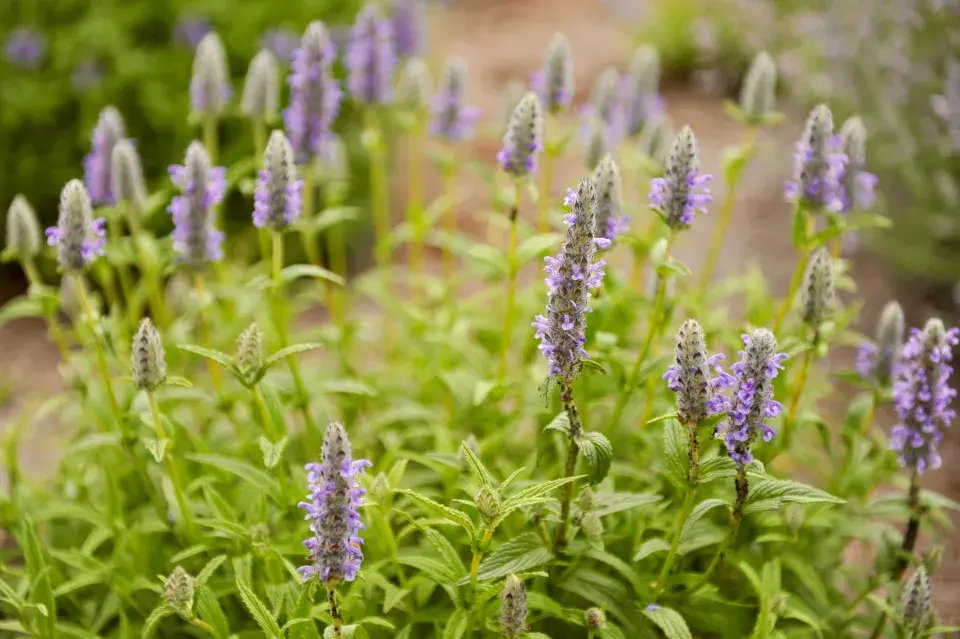 Šanta (Nepeta nervosa)