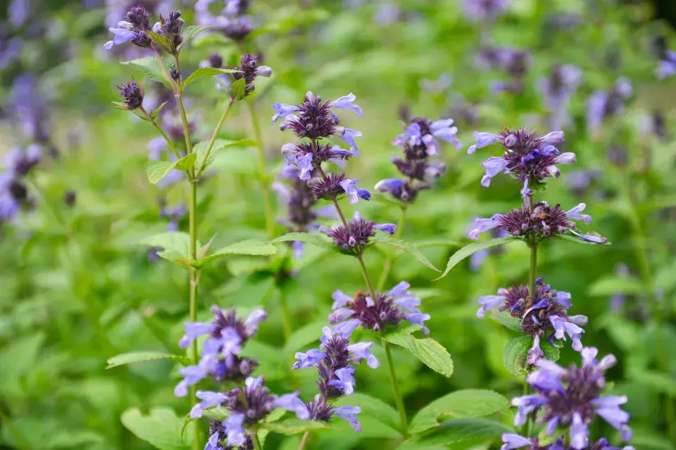 Šanta Nepeta manchuriensis
