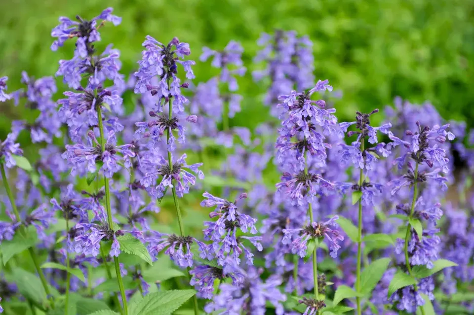 Šanta sibiřská (Nepeta sibirica)