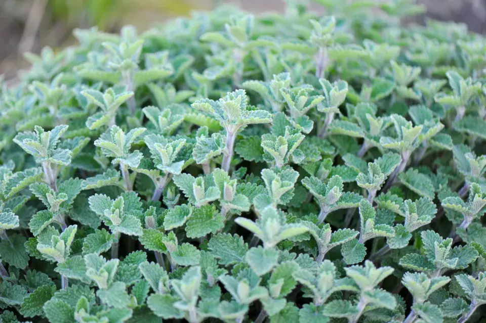 Šanta zkřížená (Nepeta x faassenii)