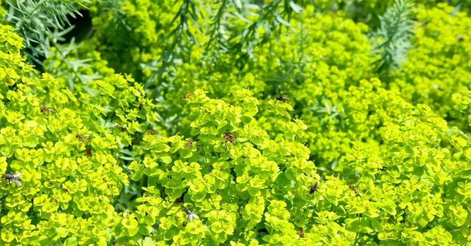Pryšec sivý (Euphorbia seguieriana ssp. niciciana)