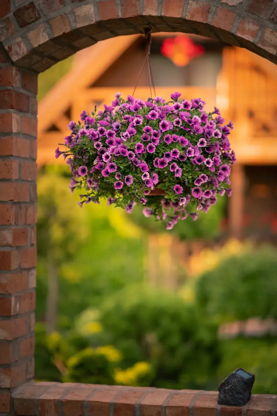 Surfinie v závěsném květináči