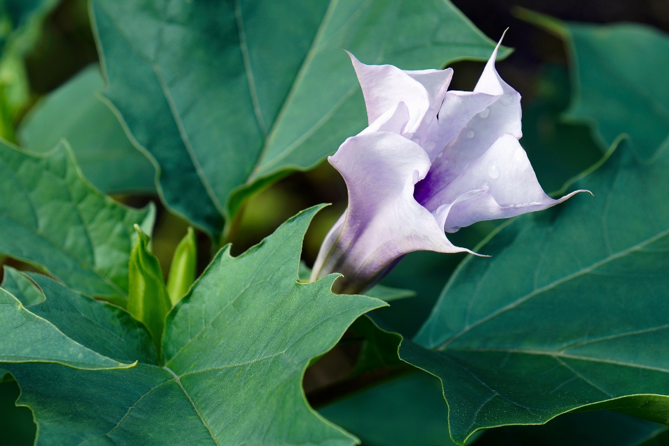 Květ durmanu (Datura)