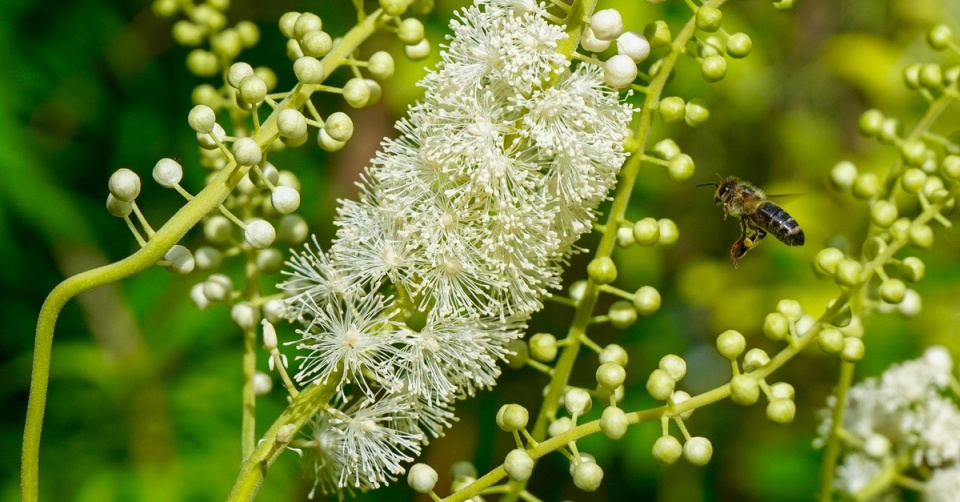Ploštičník hroznatý (Actaea racemosa) s bílými květy
