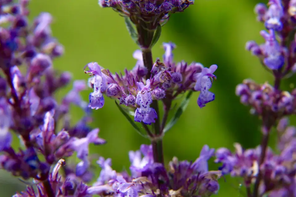 Šanta nahá nebo také lesostepní (Nepeta nuda)
