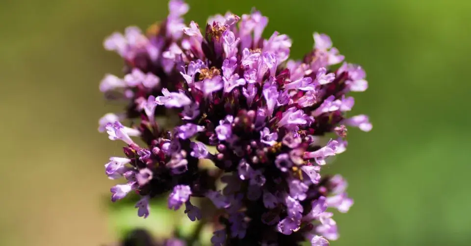 Dobromysl (Origanum) ’Herrenhausen’