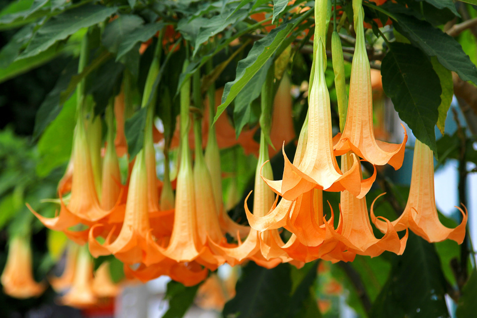 Květy durmanovce (Brugmansia)