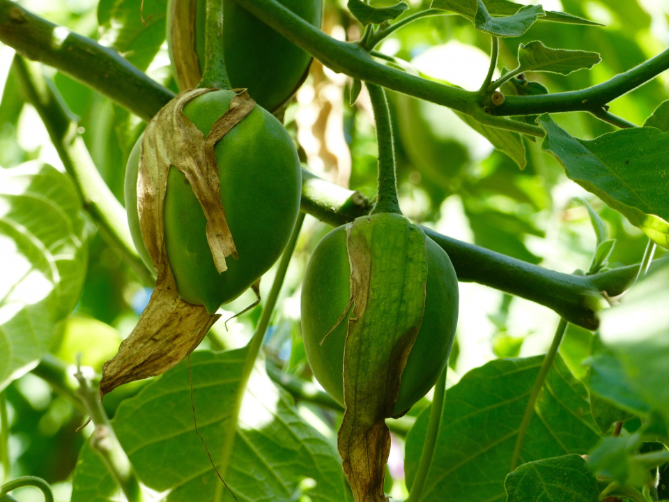 Plody durmanovce (Brugmansia)