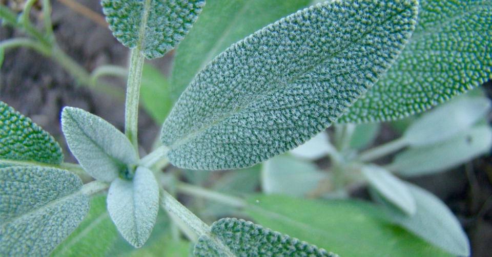 Šalvěj lékařská (Salvia officinalis) - listy