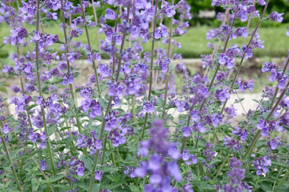 Šanta kočičí (Nepeta cataria)