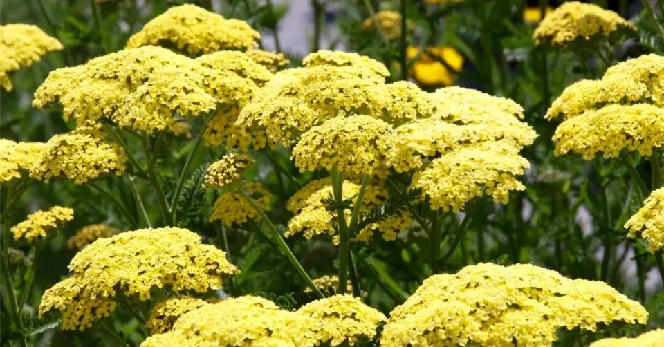 Řebříček 'Credo'