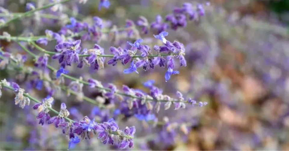 Perovskie lebedolistá (Perovskia atriplicifolia) ’Little Spire’