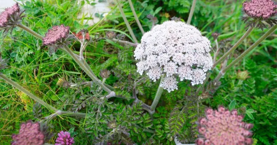 Děhel dahurský (Angelica dahurica)