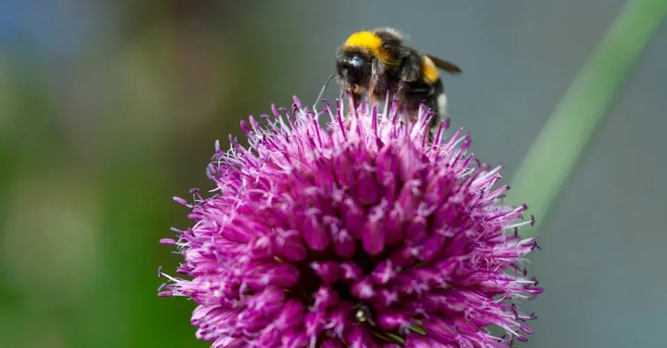 Česnek kulatohlavý (Allium sphaerocephalon)