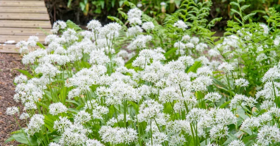 Česnek medvědí (Allium ursinum)