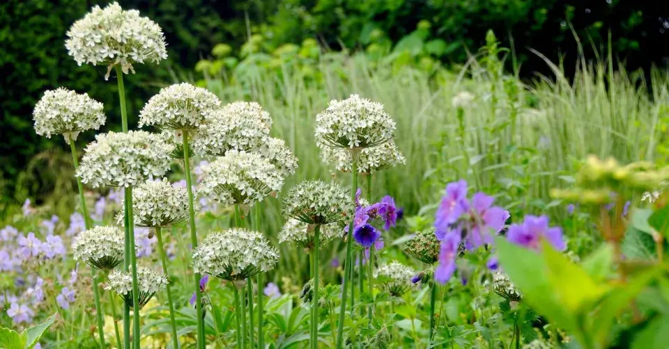 Česnek černý (Allium nigrum)
