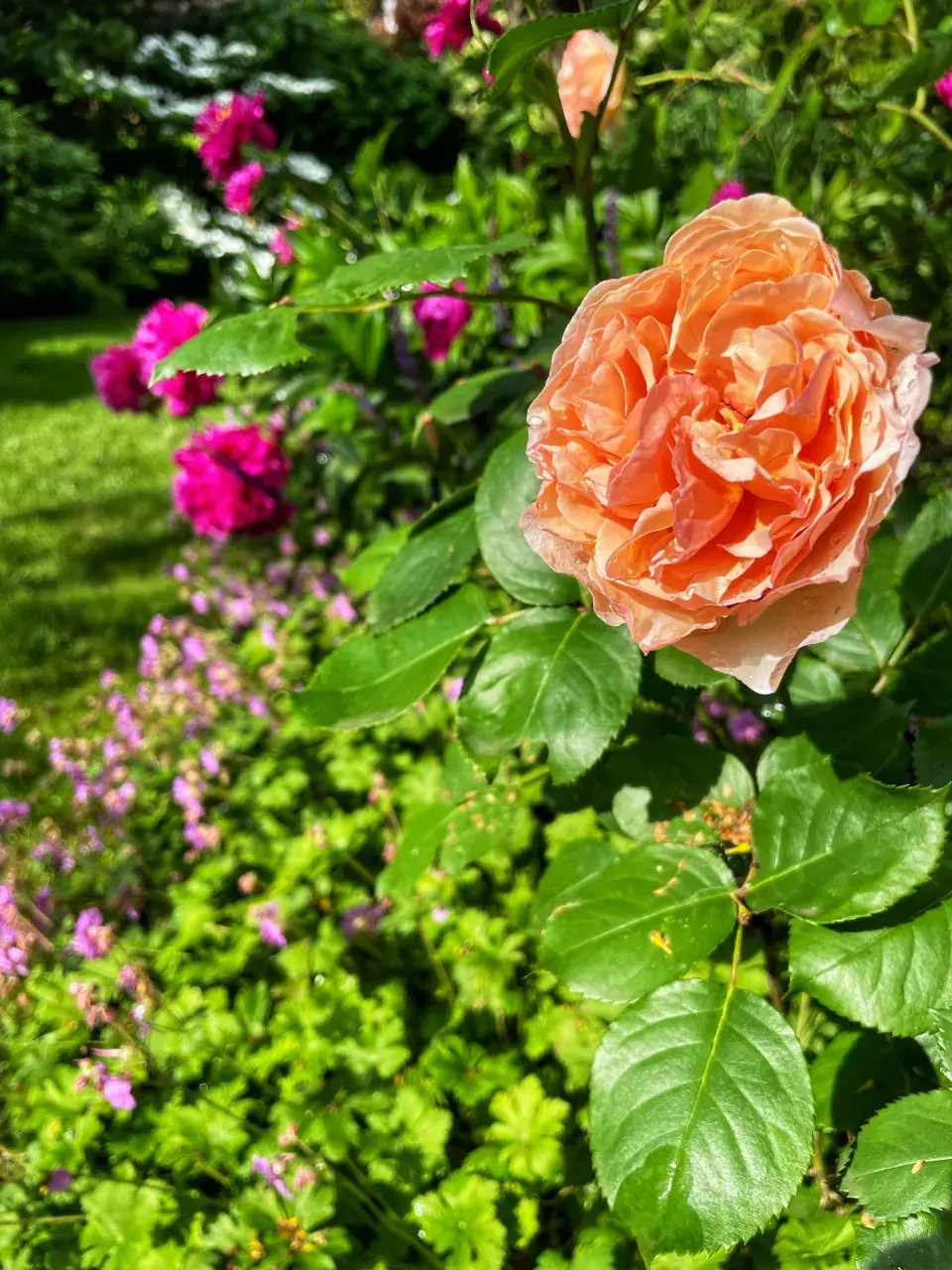 Květy růží, pivoněk a kakostů