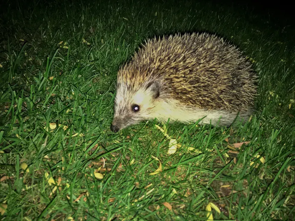 Ježek v noci na zahradě