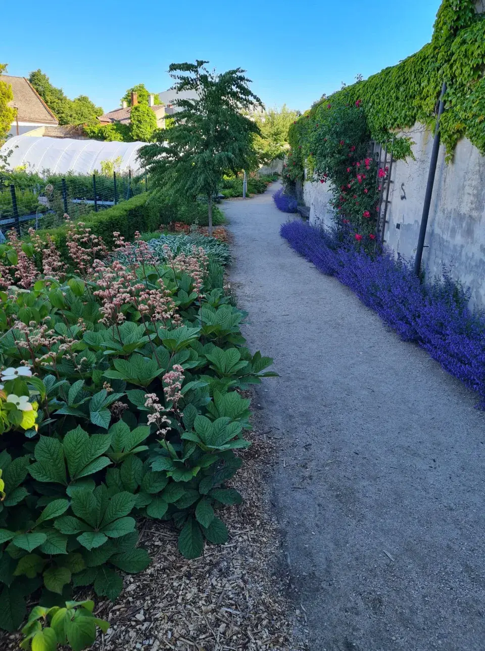 Rodgersie v popředí