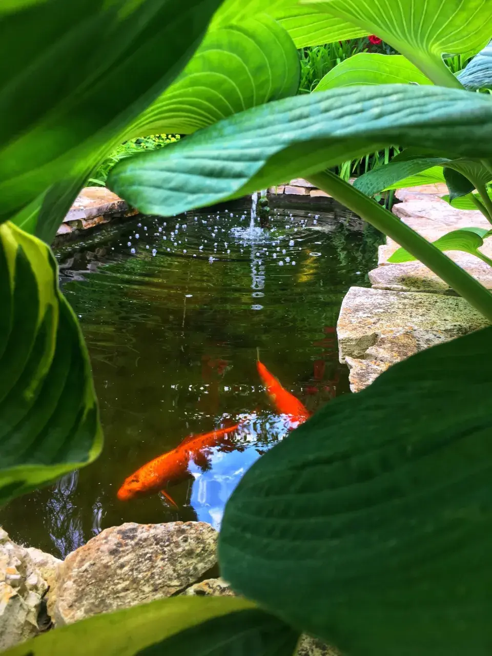 Jezírko se zlatými rybkami